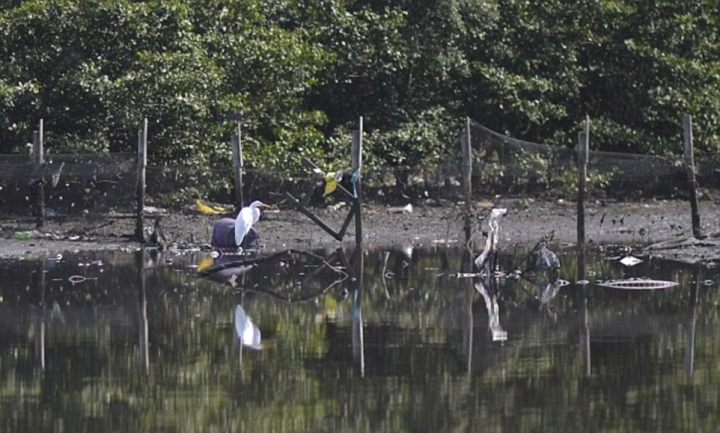 Rio 2016: Bloated CORPSE floats in bay where Olympics will compete   