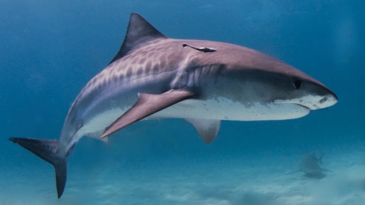 Marine scientists capture pregnant tiger shark sonogram for first time