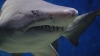 Study: Shark blood could be used as cure for dementia