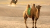 Study: Virus causing common cold was passed to humans from a CAMEL 