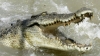 Masked intruders break into a school and dump three saltwater crocodiles