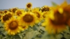 Disappointed: Sunflower harvest, below farmers' expectations