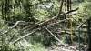 Tree falls and injures 2 in Chisinau