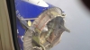 Southwest Airlines Boeing forced to make emergency landing after losing left engine 