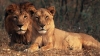 In India, for $300, you can take selfies with endangered lions