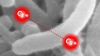 Bacteria-sized molecules created in lab