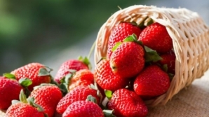 Moldovan strawberries and cereals on European Market 