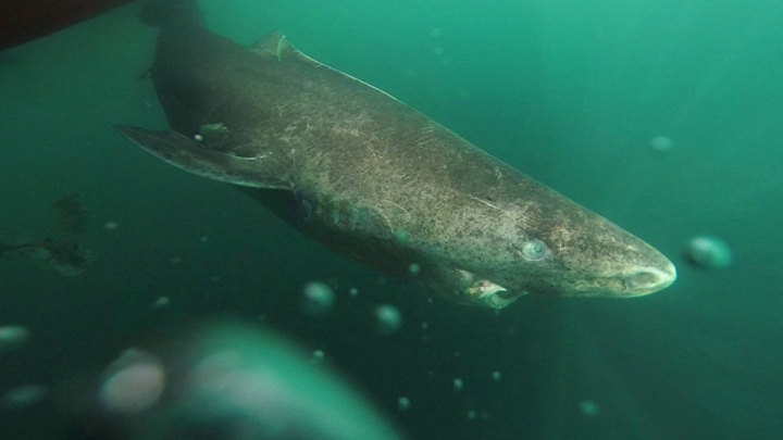 Sluggish arctic shark is considered world's oldest creature