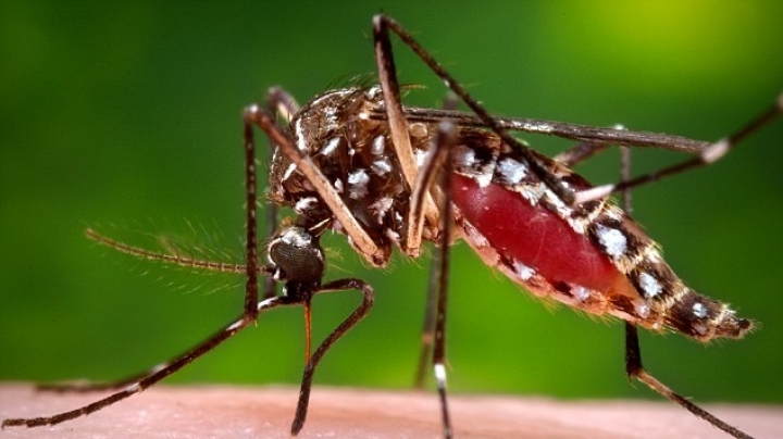 Scientists discover mosquitoes can pass Zika to their offspring, making virus harder to control