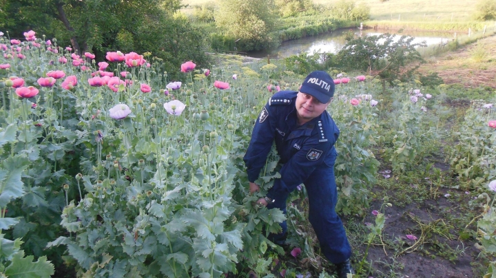 Poppy business. Man suspected for narcotics trade in Straseni village