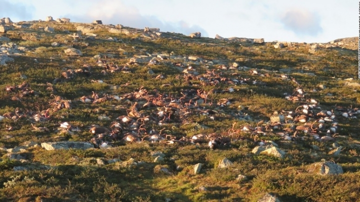 More than 300 reindeer killed by single lightning strike in Norway