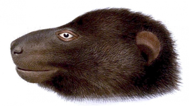 Australian museum close to identifying two new mammals in Solomon Islands