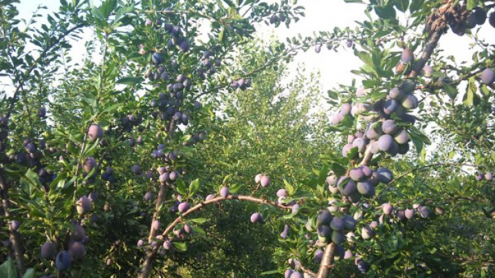 Farmers start receiving compensations for apple and plum plantations