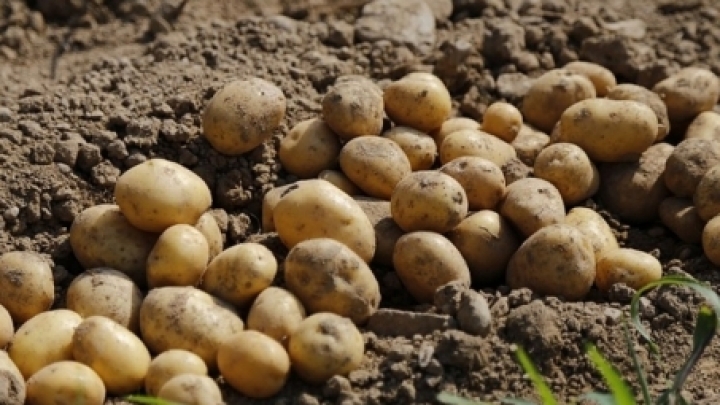 Potato harvest weaker than expected: Moldovan farmers