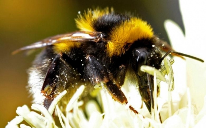 Neonicotinoids linked to wild bee declines, long-term study shows