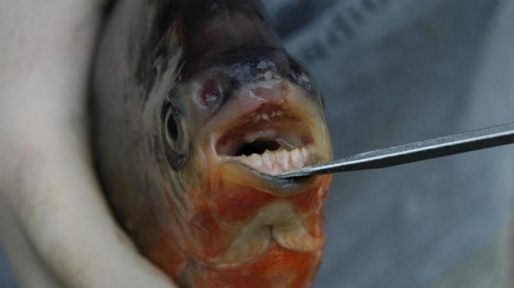 Piranhas with human-like teeth found in Michigan lakes