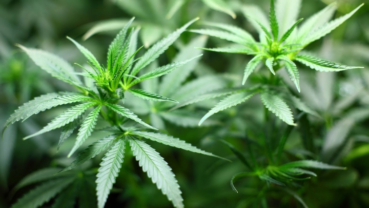 Police found marijuana and cannabis plants in a garden in Chisinau