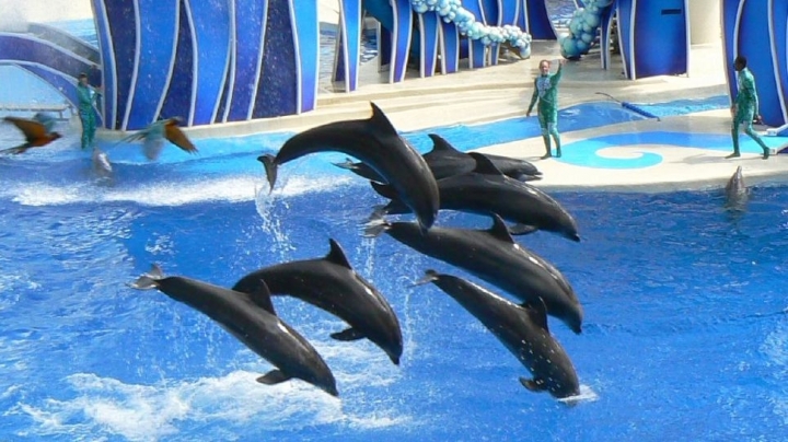 SeaWorld stopped breeding orcas, but what about their other whales? 