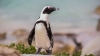 Race to find stolen African penguin 