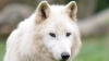 Arctic wolves bought from Czech Republic for Chisinau zoo