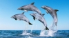 Research: Dolphins speak using 'words'