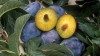 Bad commercialization of rich plum harvest  