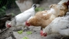 Avian flu menaces Moldovan farmers' poultry