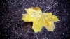 Forecasters issued yellow warning of frost