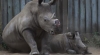 AWFUL. Rhinos in South-Africa get horns chainsawed to deter poachers