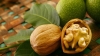 Moldovans start harvesting walnuts