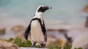 Race to find stolen African penguin 