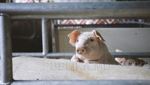 SWINE FEVER: Moldova's Government close to ban pork imports from Ukraine
