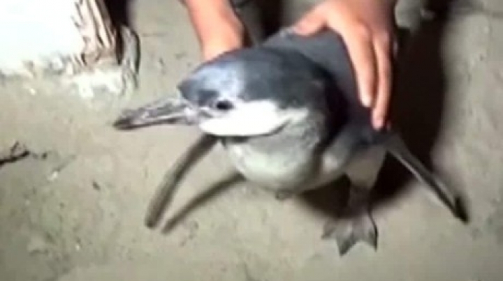 Family finds lost penguin, not burglar in their home