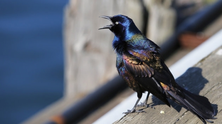 Dozens of dying birds rain from sky over Boston 