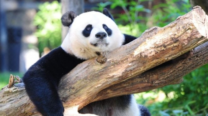 Giant pandas out of endangered list, into vulnerable list