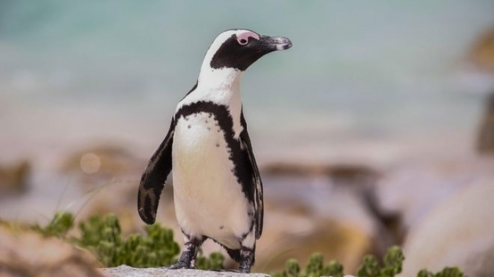 Race to find stolen African penguin 