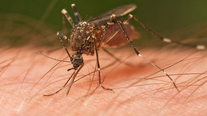 Romania registers 40 cases of West Nile virus infection in four months