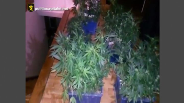 Weed greenhouse near Chisinau. Police terminate young entrepreneur's 'business' (VIDEO)