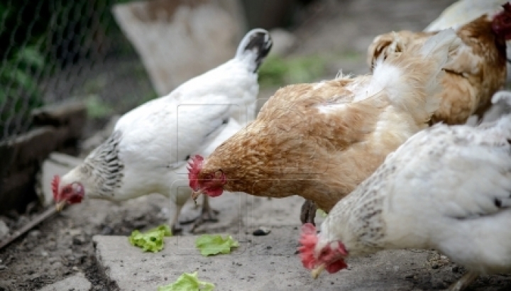 Avian flu menaces Moldovan farmers' poultry