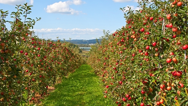 Rosselhoznadzor inspects nursery gardens and orchards of Moldova