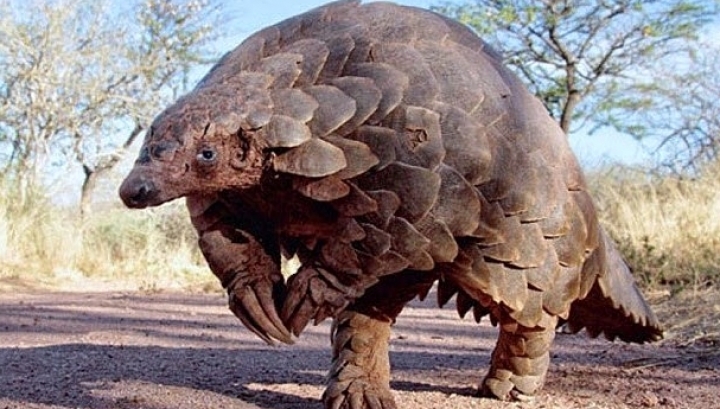 Most trafficked mammal in world likely to find unexpected help