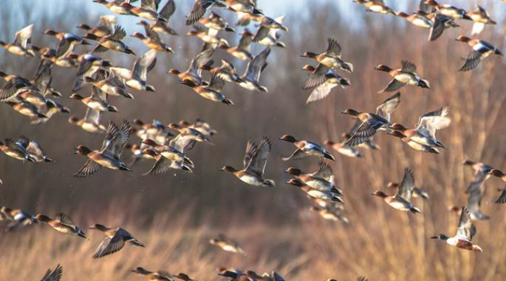 Migratory birds bring avian flu to Russia 