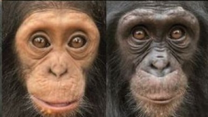 Scientists say that brain experiments on primates are crucial