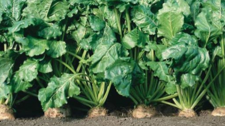 Farmers have started gathering sugar beet harvest