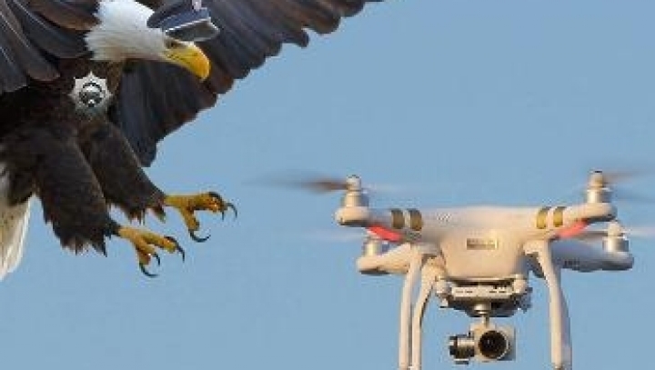 Dutch police train eagles to take down drones (VIDEO)