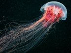 Hundreds of jellyfish invade New Zealand coastline