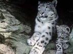 Report: Snow leopards numbers decline due to retaliation