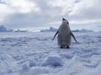 World's largest marine protected area declared in Antarctica