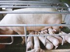 Fighting SWINE FEVER in Moldova. Food Safety Agency chief inspects farms in south