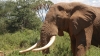 World's nations agree elephant ivory markets must close